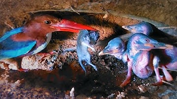 カワセミがまだ小さい時の餌