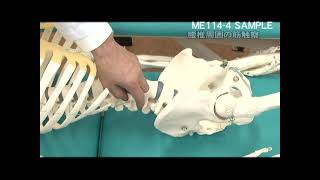 4】 部位別・症状別治療手技2 Myotuning Approach MTAマイオ