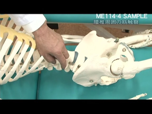 筋および受容器に対する 治療的触察・刺激法 ＜骨盤部・下肢編＞ - YouTube