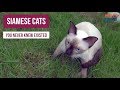 5 Breeds of Siamese Cats You Never Knew Existed   By NewsOps