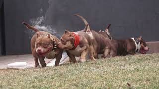 COLOR BOMB BULLIES chocolate and chocolate tricolor american bully team.