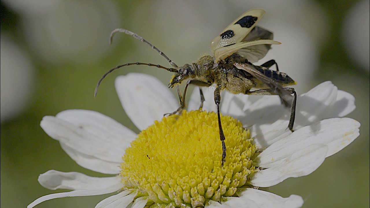 Pachyte à 4 taches (Four-spot longhorn beetle) HDR