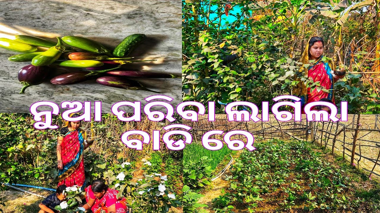 ନୁଆ ପରିବା ଲାଗିଲା ବାଡି ରେ 