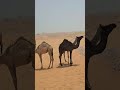 🤔🤔#welder #trending #new #youtube #machine #welding #walding #weld #beautiful #camel #shortvideo