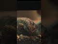 Baby Reptiles of Houston Zoo