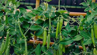 Most Organic Gardeners Get This Wrong...