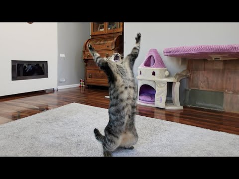 Funniest Cats 😹 Silliest Creature on Earth 😂 Funny Cats Videos 2023