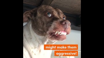 How to train a dog- Resource Guardian🐾 #funnydogvideos #dogvideos #dogtoys #dogtraining