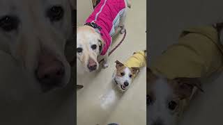 元気なるいくん、らぶはにー