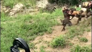 Wild Dogs Rip Apart A Warthog