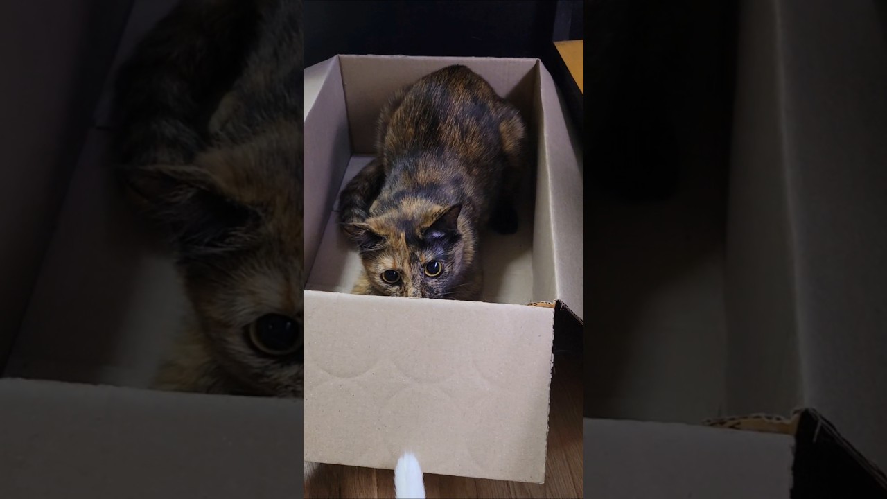 🐱熱しやすく冷めやすいサビ猫さん。#猫
