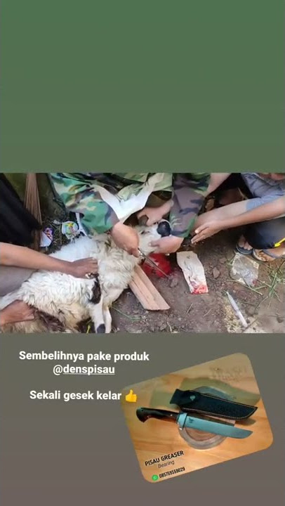 PISAU GREASER material baja bearing/ klaher //  spesial sembelih kambing.