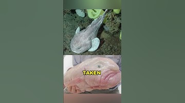 Why is blob fish not ugly? 🧐🐡