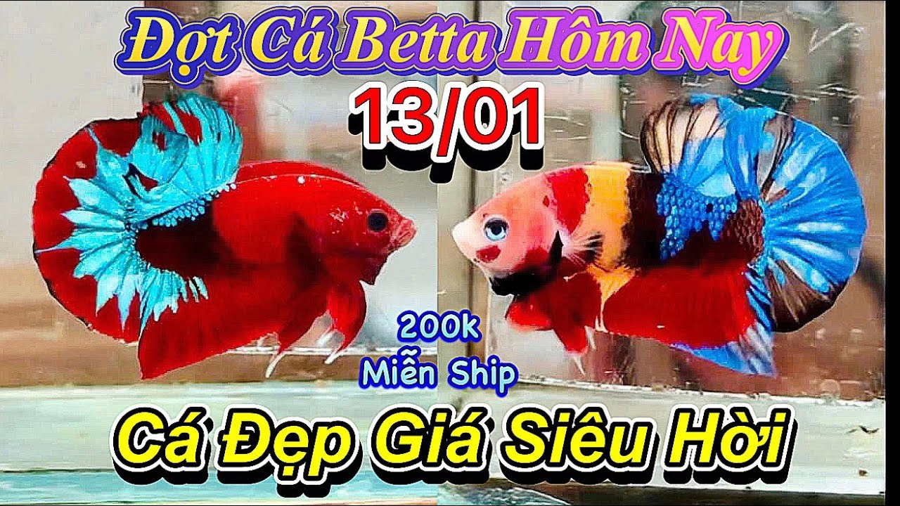 ❤️13/01/2026_Clip Betta Mới Cực Phẩm_Chỉ Từ 50k_Form Khủng_Màu Gắt_Hàng Gen Tuyển❤️