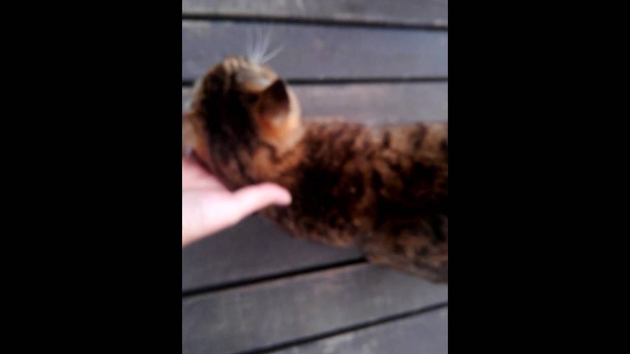 北海道網走のいもだんご村の人なつっこい猫二匹 Youtube