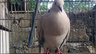 Pancingan Gacor Burung Puter  Burung Puter Lokal Jantan  Terapi Puter Gacor