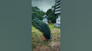 Thumbnail of Beautiful Peacock spreading his feathers #peacock #feather #spread #trending #shorts #youtube