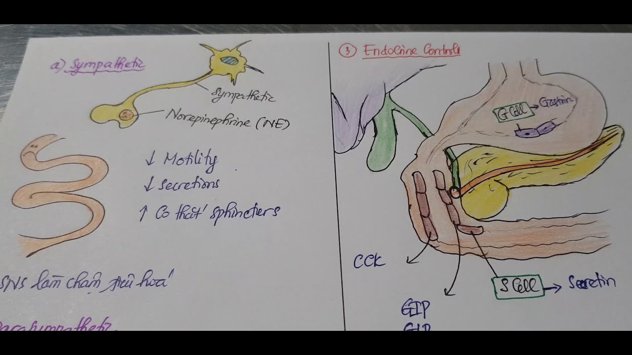Sinh lý tiêu hoá 1 - Tổng quan hệ tiêu hoá