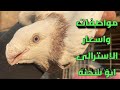 تقليب الاسترالى ابو سحنه 