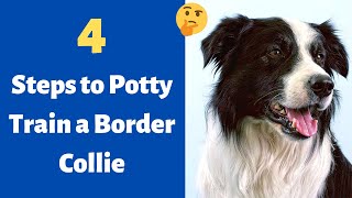 How to Potty train a Border Collie puppy 4 Steps to Fully House train your Border Collie