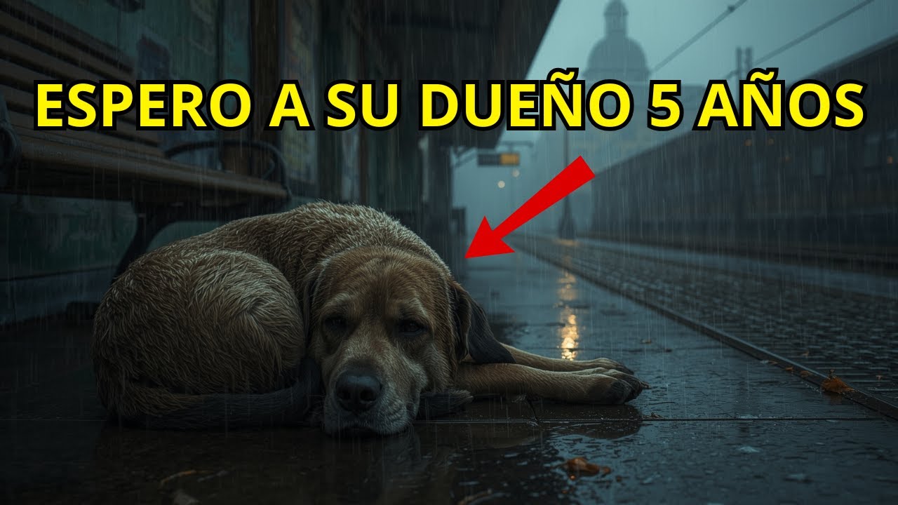 El Perro Que Esperó 5 AÑOS a Su Dueño (HISTORIA REAL)