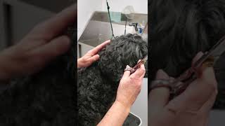 Grooming Tips for Portuguese Water Dog  Ears