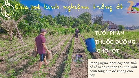 TƯỚI THUỐC CHO ỚT 30 NGÀY TUỔI