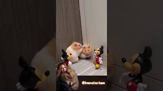 Hamster brothers who live in harmony 226, #syrianhamstershortvideo #funnypets #pets