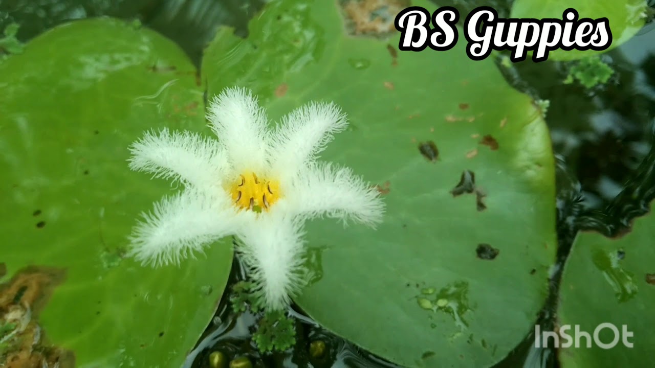 Water snowflake flower white( nymphoides)