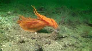 giant nudibranch while diving Vancouver Island Canada