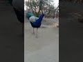 Peacock animals wildlife shortytshort