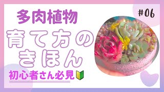 多肉植物 育て方のきほん 初心者さん必見！🔰No.6