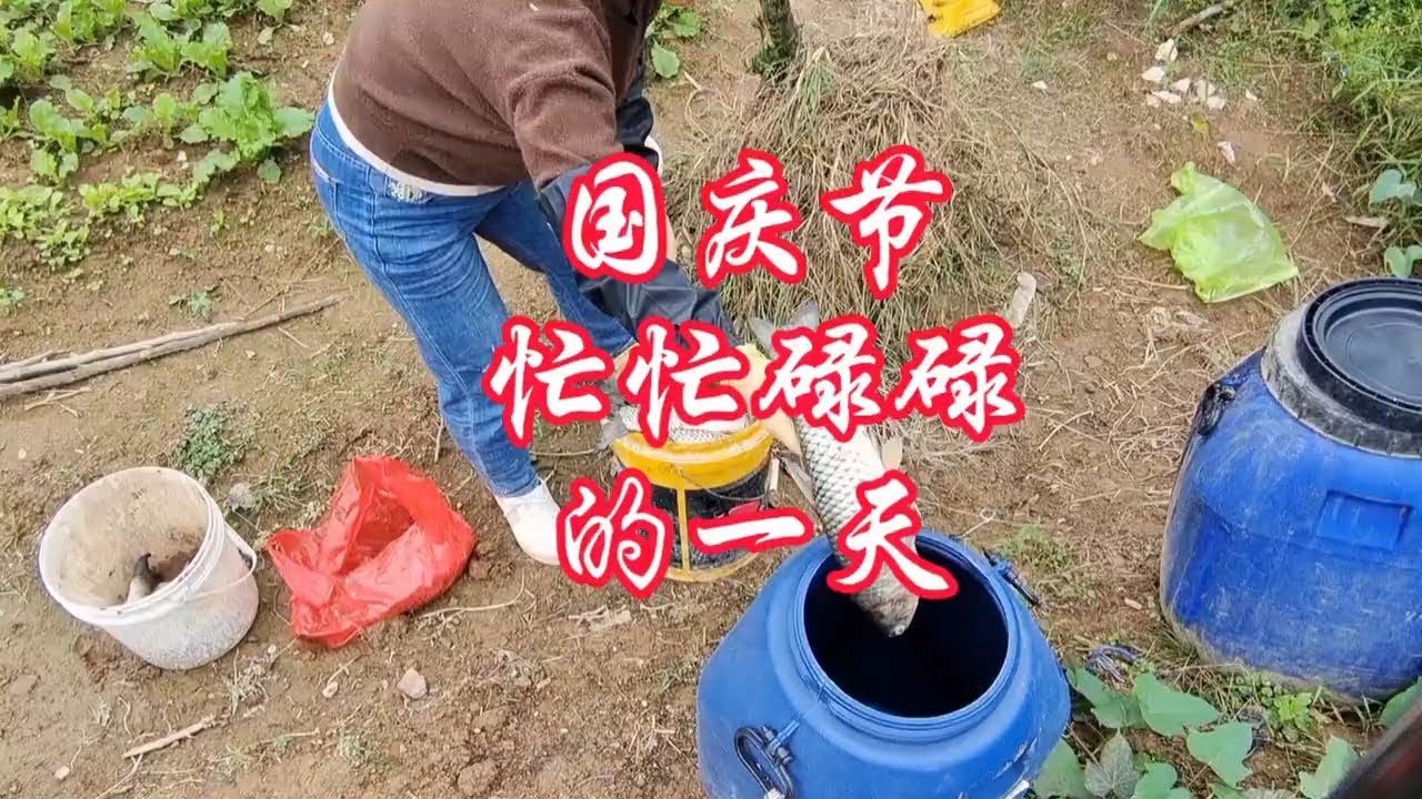 只要你想干就有干不完的活!#一份耕耘一份收获 #忙忙碌碌一天 #我的小菜园 #三农
