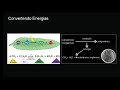 Metabolismo Energético - Biologia para o ENEM - Aula ao vivo