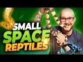 The 5 BEST Reptiles For Apartments, Dorms and Small or Shared Living Spaces | Part I