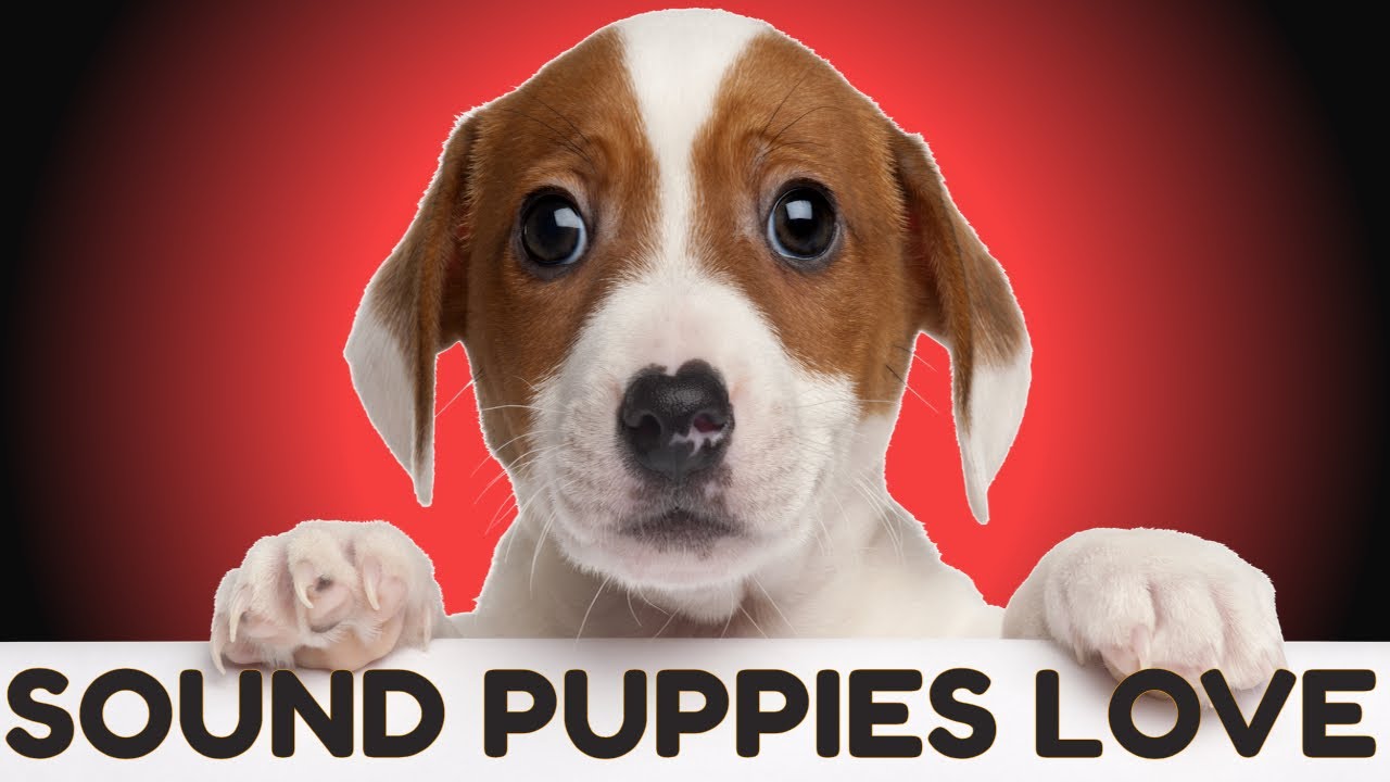 Sound Puppies Love To Hear HQ YouTube