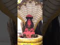 Abishegum