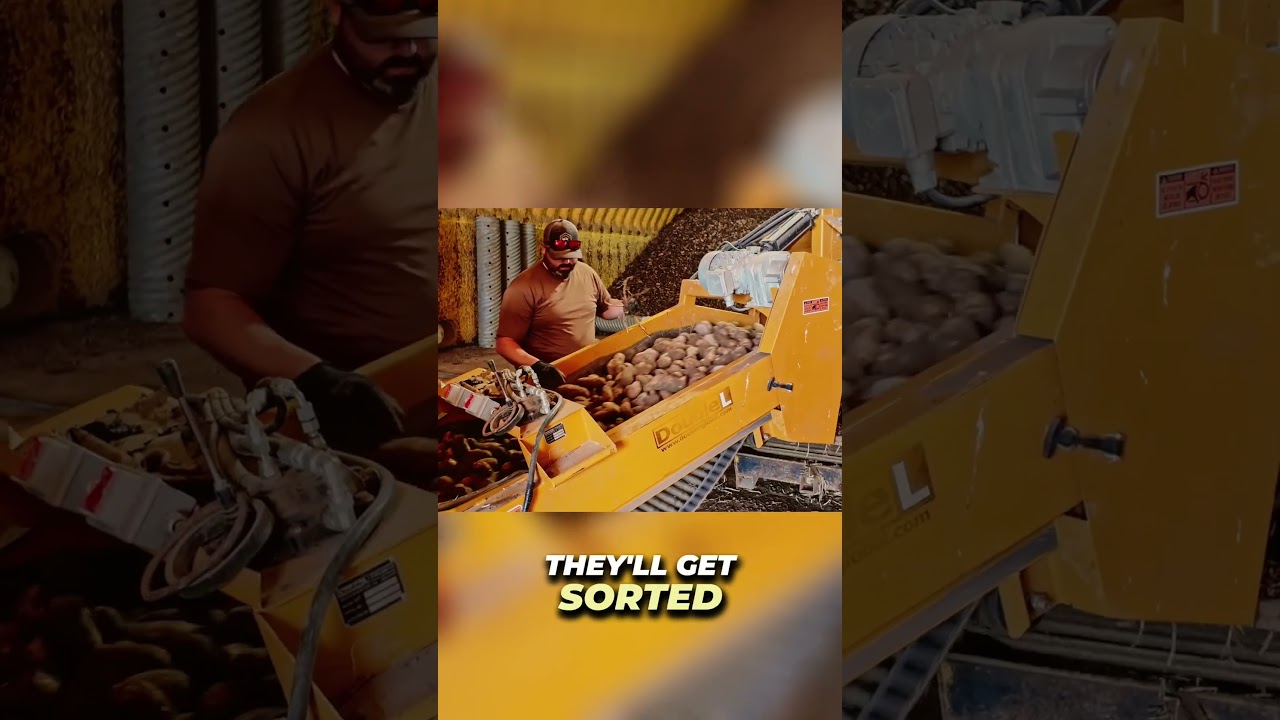 Potato Cellar That Holds 60,000 Sacks 