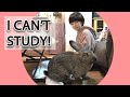 Studying with Too Friendly Flemish Giant Rabbit! (It Is Too Difficult to Do it) 甘えん坊のフレミッシュジャイアント
