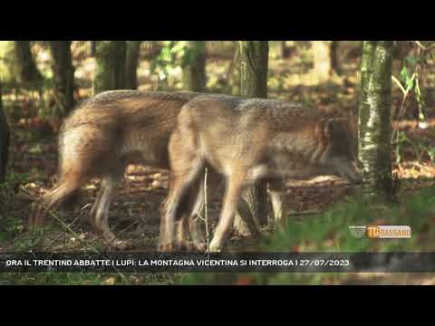 ORA IL TRENTINO ABBATTE I LUPI: LA MONTAGNA VICENTINA SI INTERROGA | 27/07/2023