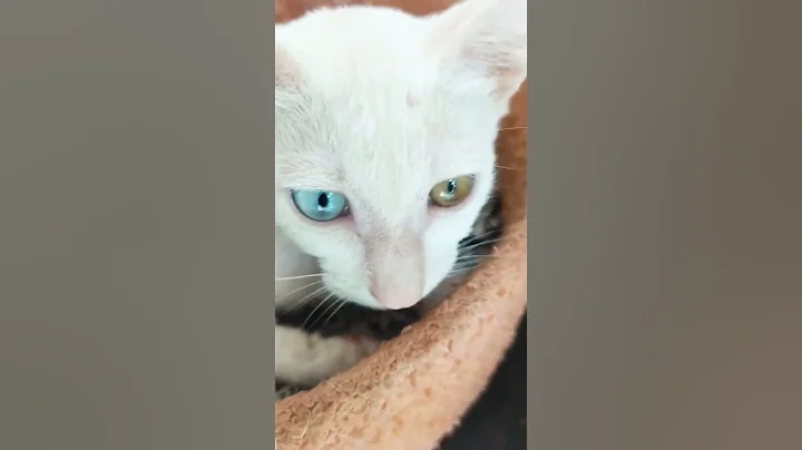 Video 4913551: cats kitten catlover pets, kitten catlover pets funny, white cat kittens pets, cat pets kitten love, eyes cat kitten, white cat odd eye, manee kittens