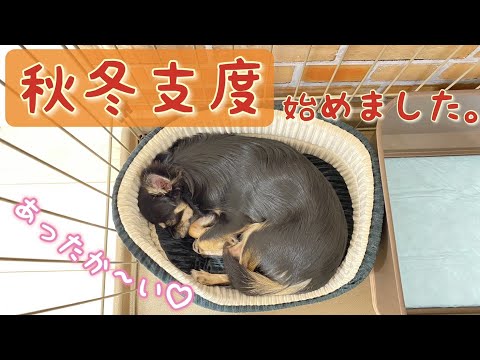 かわいい犬｜ロングコートチワワのウルくん【秋冬支度始めました！ペットベッド買ってみたよ♪】