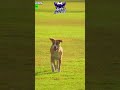 y ese perro?? #torreon #viral #avestv #FutbolAmateur