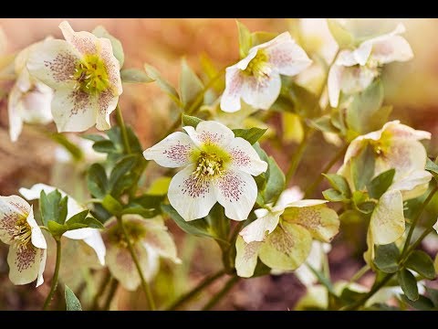Videó: Népszerű karácsonyi növények és virágok