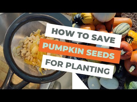 Video: Cum se recoltează și se depozitează semințele de dovleac
