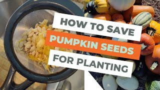 The Best Way to Save Pumpkin Seeds for Planting