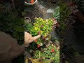 Как забрать цветы домой