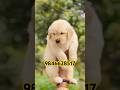 Golden retriever puppies available in kerala #shorts