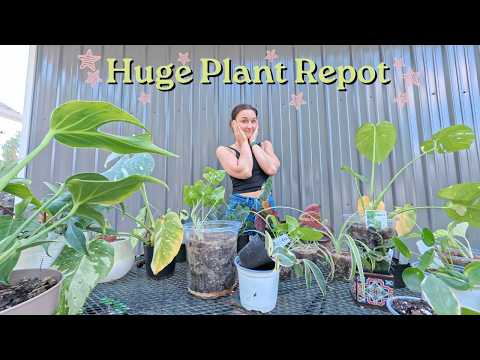 ☆HUGE Plant Repot! ☆