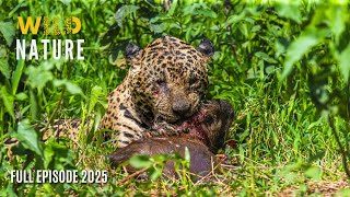 WILD AMAZON | Meet the Deadliest Predators of the Amazon | Wildlife Documentary